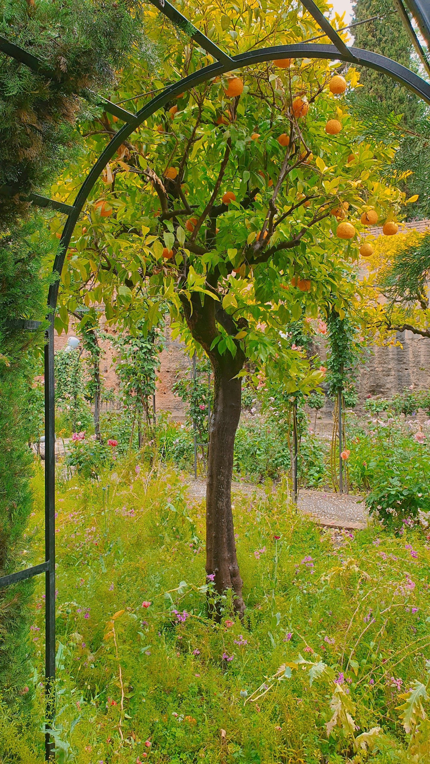 Trellises, Archways and Pergolas