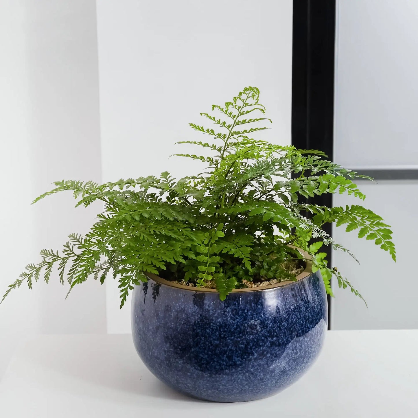 Pottery 12" Toramina Speckled Ceramic Planter for use indoors or out with a removable plug